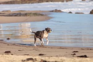 Dog-On-Beach