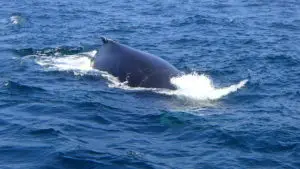 Cape Cod Whale