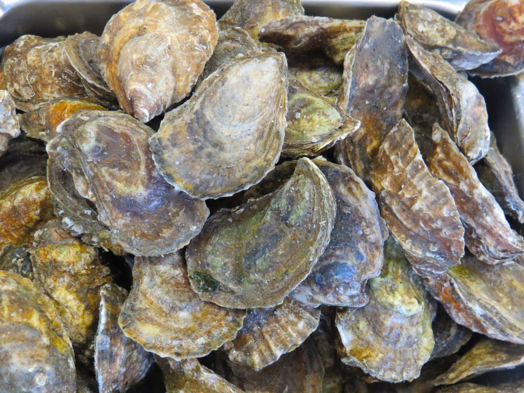 oysters - Cape Cod Day Trips