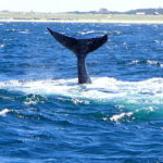 Whale Tail Off Race Point Provincetown Mass